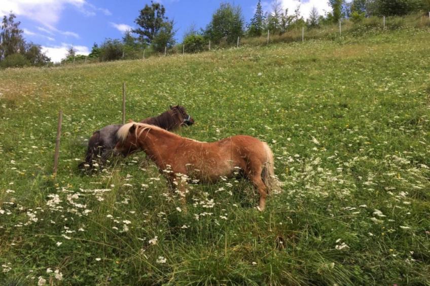 Vitalhof am Kreischberg 5 - foto 20