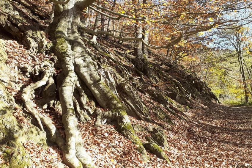 Le Chateau de Balmoral - 34 pers - foto 32