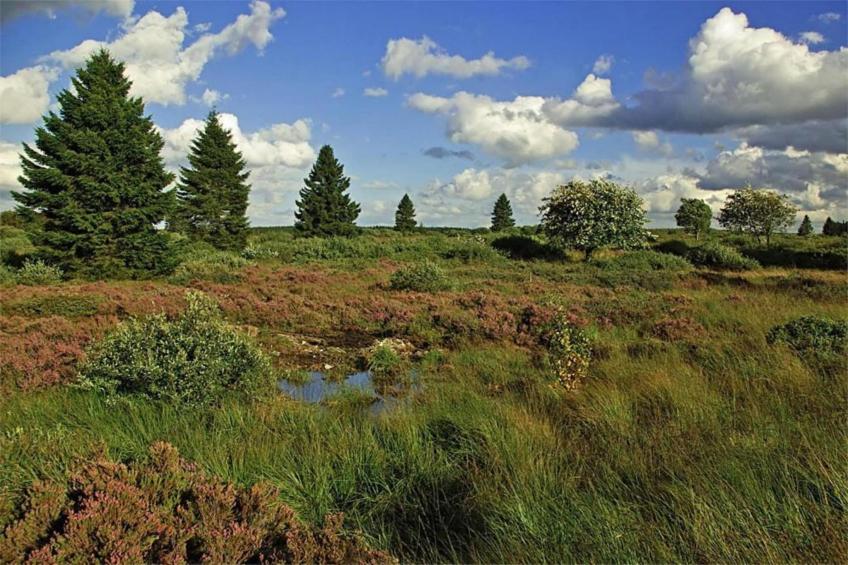 La Forêt - foto 40