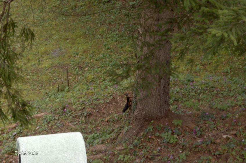 mit Terrasse, Grill und Garten - foto 49