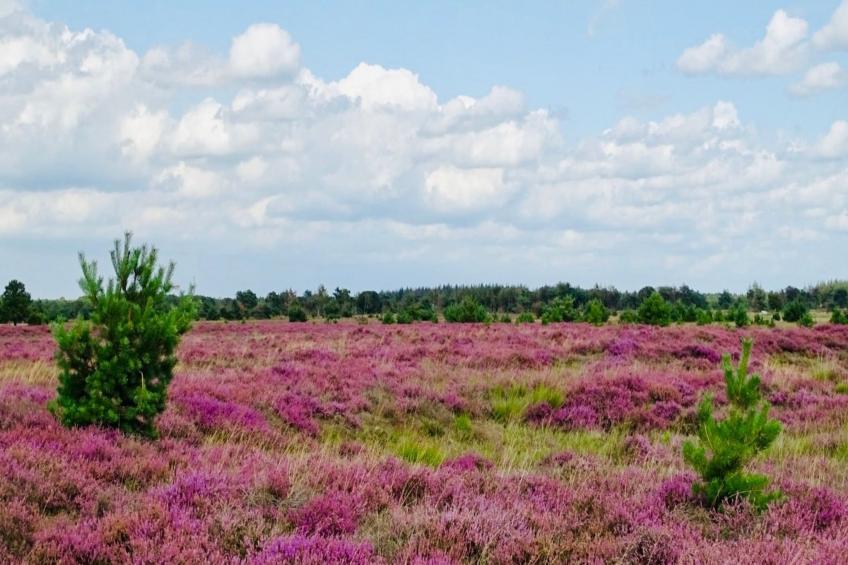 Vakantiehuisje 19 - foto 24