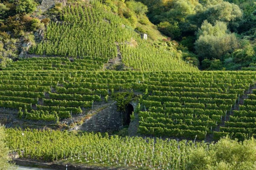 Weingut Hausmann - foto 38