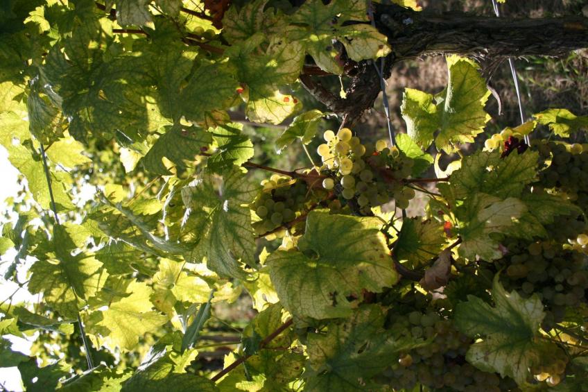 Rebenchalet - foto 35