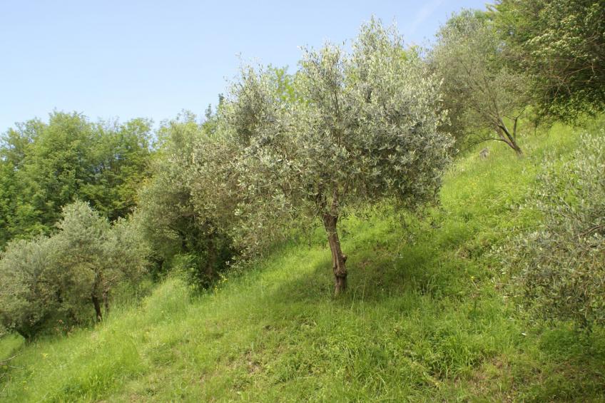 Sunset Barga Toskana kürzlich renoviert - foto 28