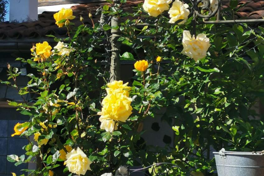 Renovierte Finca Paradies mit privatem Pool - foto 26