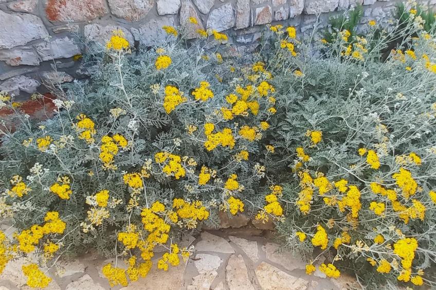 Strandhaus Lady - Ferienanlage Bain, Žut - Kornati - foto 52