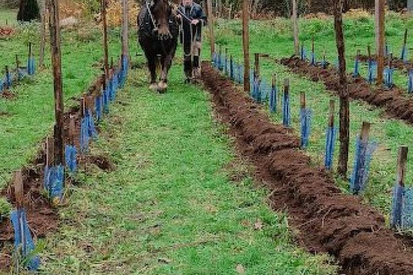 Hütte für vier Personen - foto 16