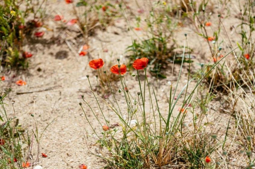 Zilte Rust - foto 30