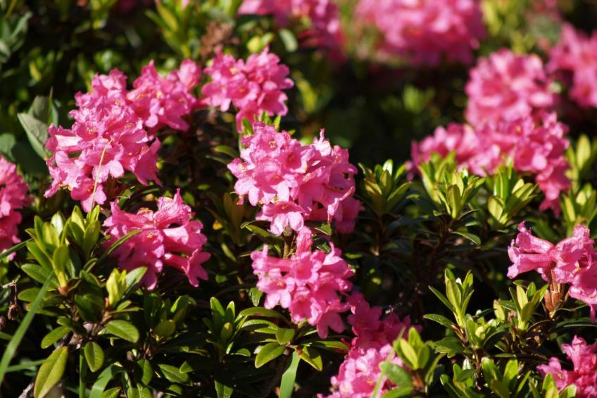 Philipp in Galtür - foto 21