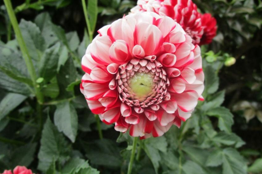 Bauernhof mit privatem Pool in Açores - foto 41