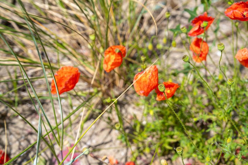 Duinvilla aan het Meer - foto 38