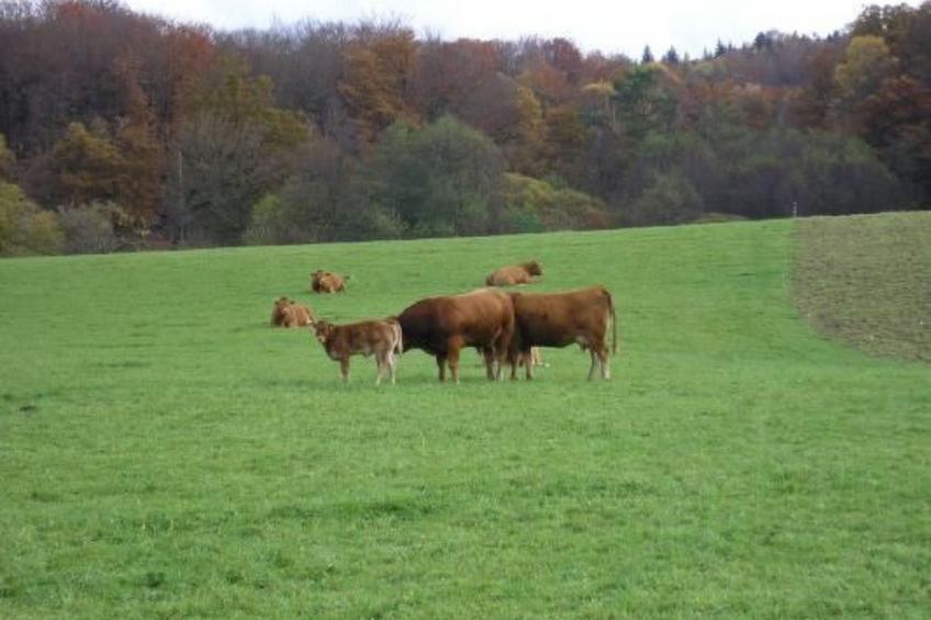 mit Garten, Grill und Terrasse - foto 26