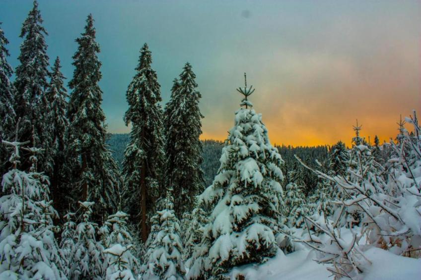 Im Bayerischen Wald - foto 36