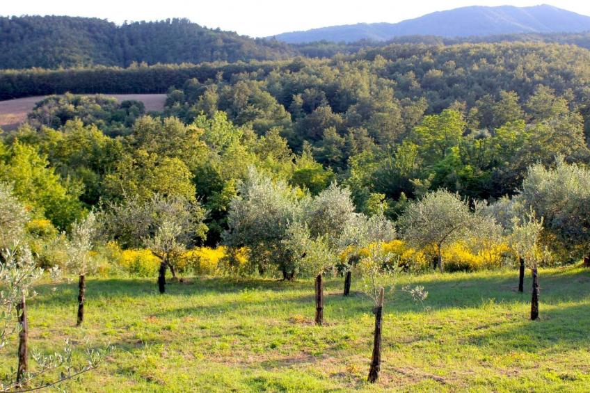 Ruhiges Ferienhaus mit Garten und Panoramablick - foto 28
