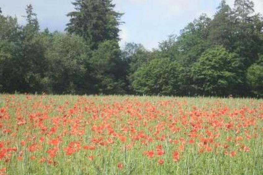Mit Liebe ausgestattetes Haus im Naturpark - foto 38