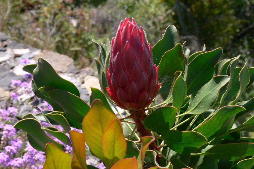 Anspruchsvolle Ferienvilla mit Panoramablick - foto 21