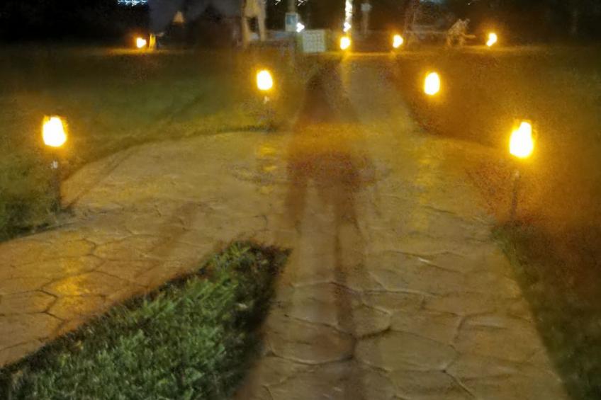 Die Maulbeerbäume auf dem Bauernhof - foto 20