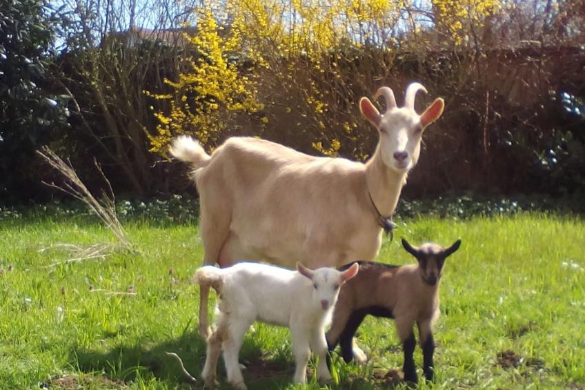 Domäne mit Terrasse, Grill und Garten - foto 39