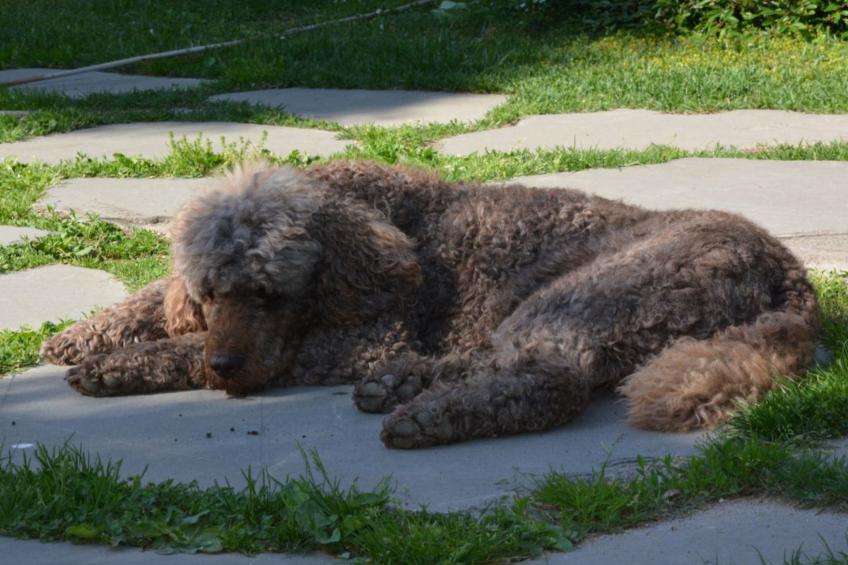 Apartment "Monika" - foto 13