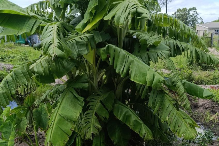 National Park View - foto 19