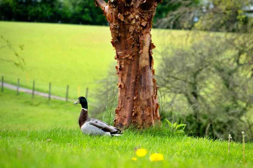 Hay and Hedgerow Glamping - foto 12