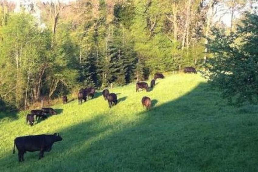 Biohof-Enderlin - foto 12