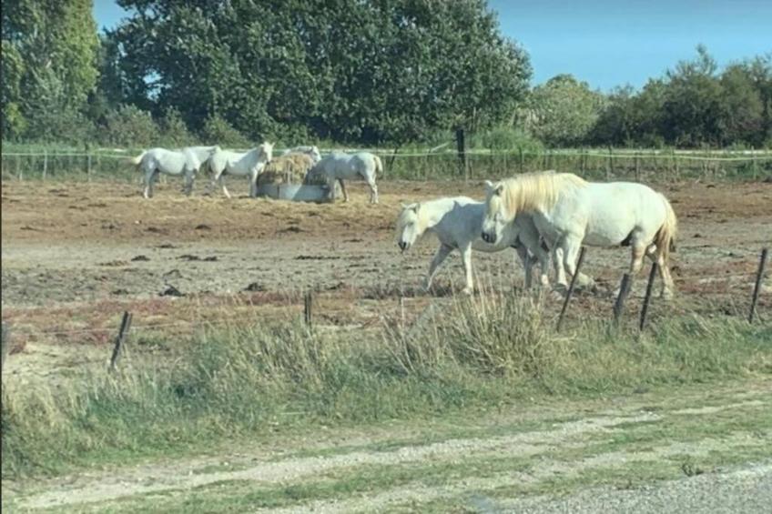 CAP CAMARGUE B N°28 - 2P4 - foto 31