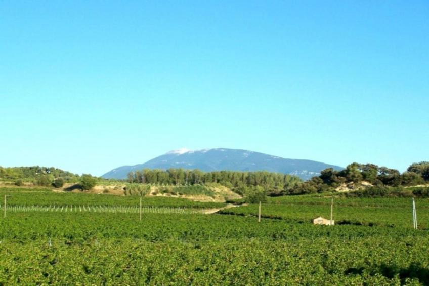 Le Grand Cedre - foto 37