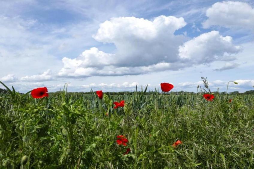 Apartment 3 - foto 33