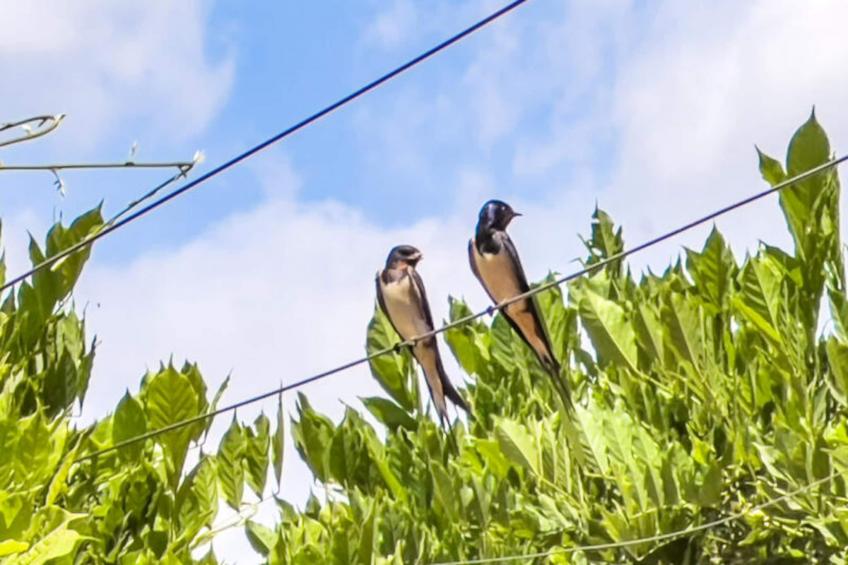 Mobil Home - Bungalow - Cottage à Montagut i Oix - foto 28