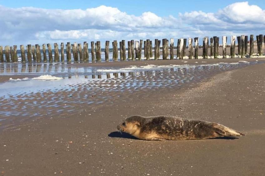 Buitenhof Domburg  16 - foto 40