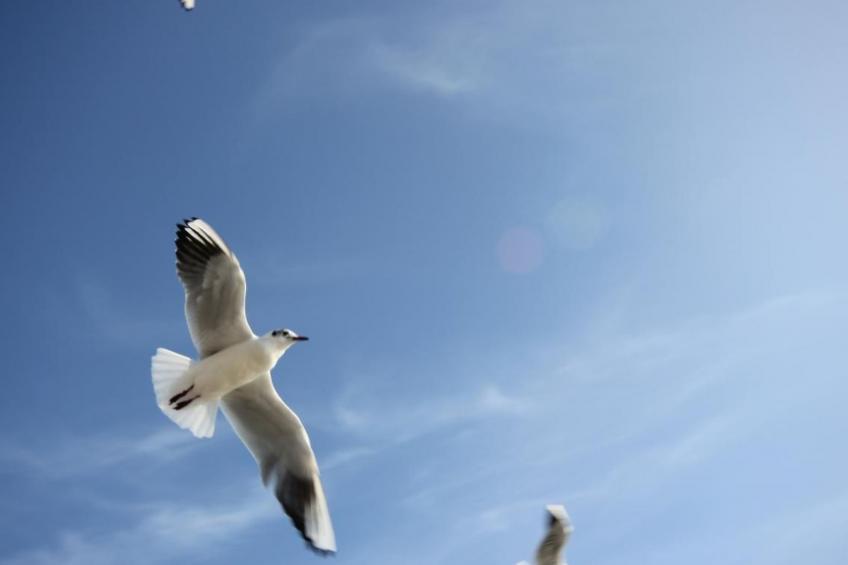 Müritzbrise groß in in Ludorf - foto 27