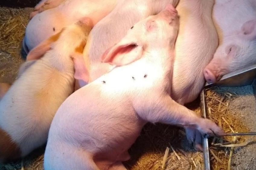 Hasenbüel - foto 32