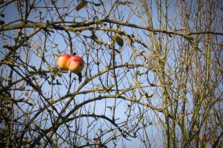 mit Terrasse - foto 12