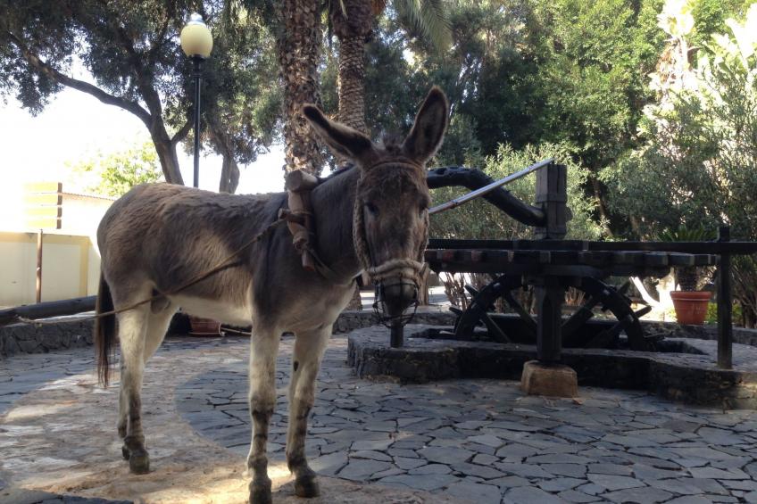 "Jandia" mit Wasserblick - foto 51