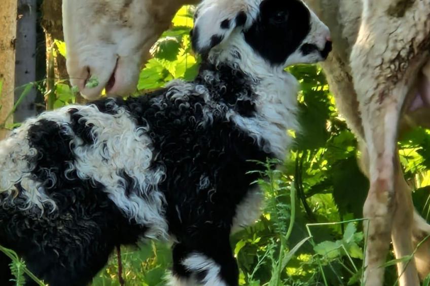 Appartement Apollo in der Wohlfühloase am Trausdorfberg mit Sauna Whirlpoolnutz - foto 15