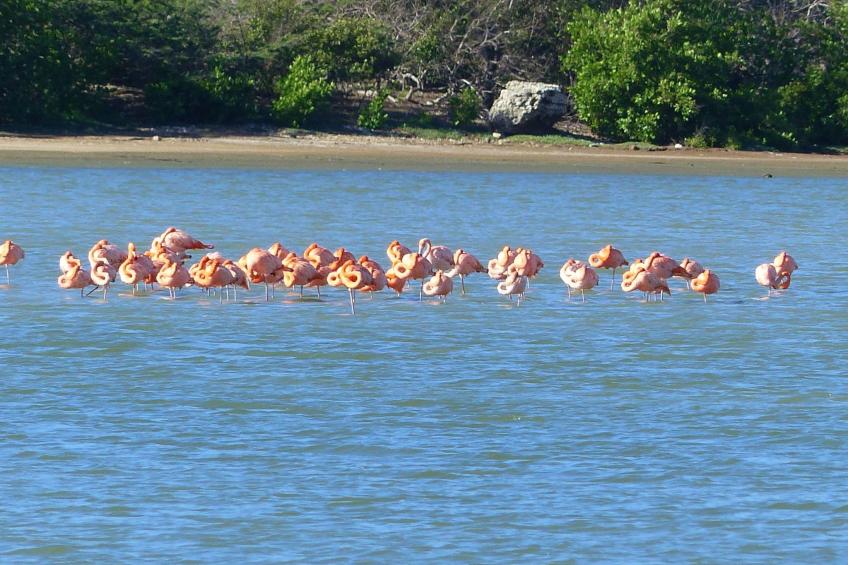 Reef 5 Blue Bay, Strand Golf Meerblick, Curacao - foto 15