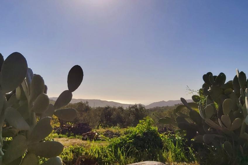 Tolles Reihenhaus im Olivenhain - foto 42