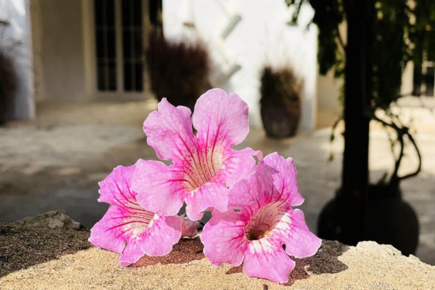 Maison à Sant Climent - foto 91