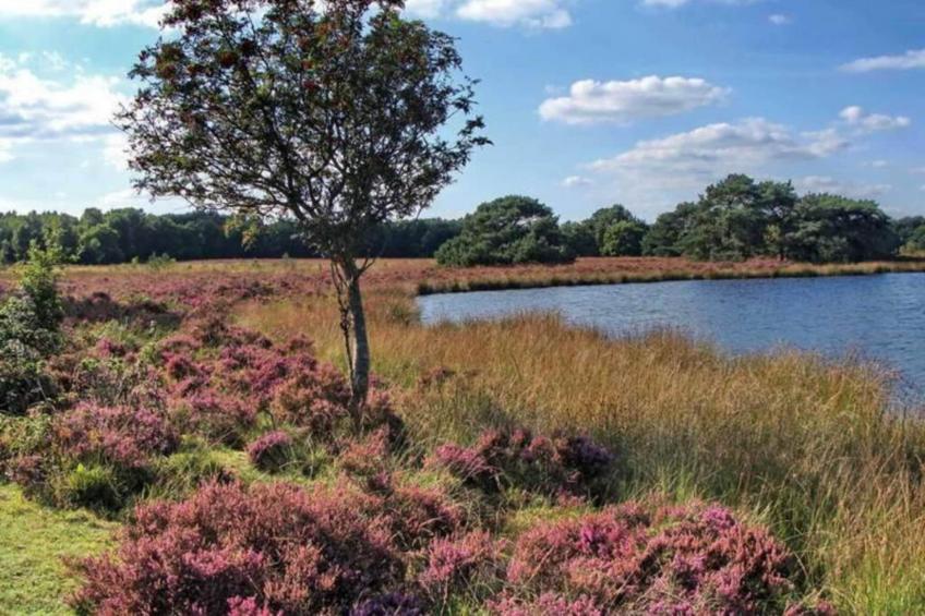 De Drentsche Patrijs - foto 40