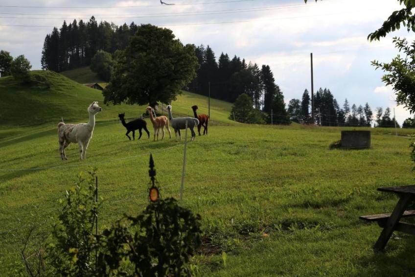 Tiererlebnishof Windegg - foto 26