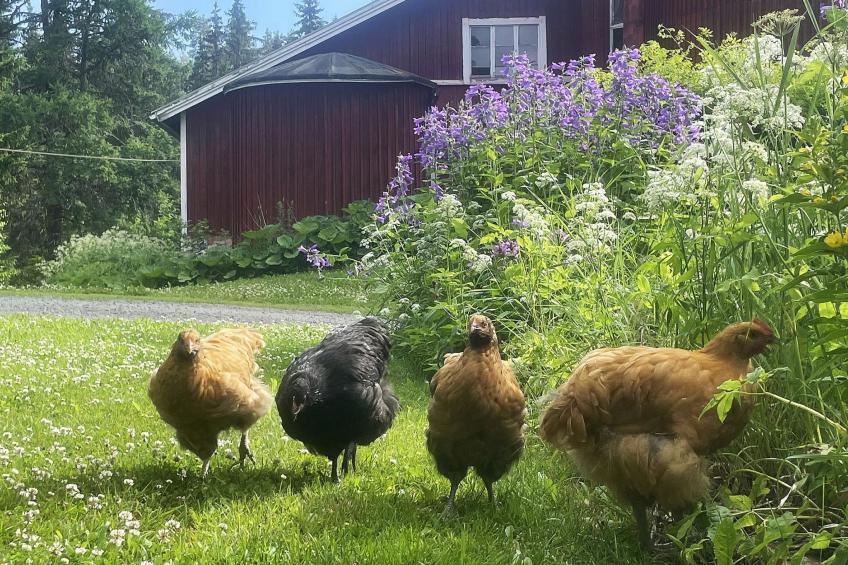 Metsäpirtti - foto 38