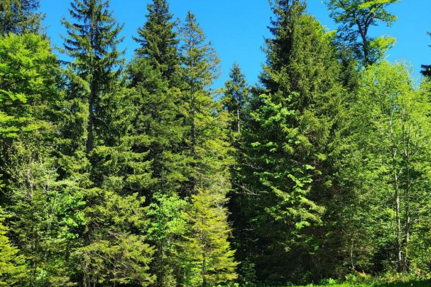 Fewo Pistenblick - foto 22