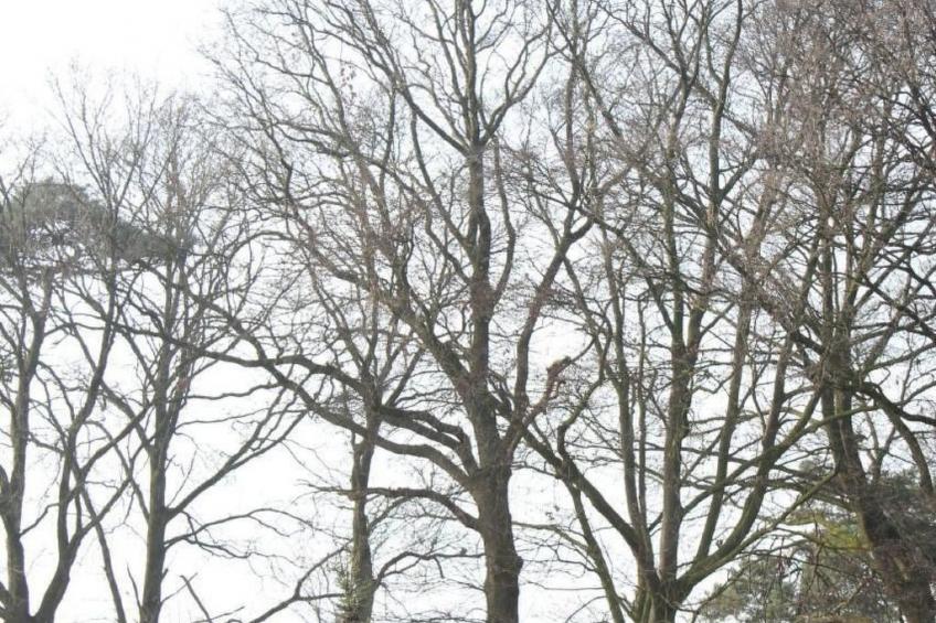 in Bedburg-Hau - foto 15