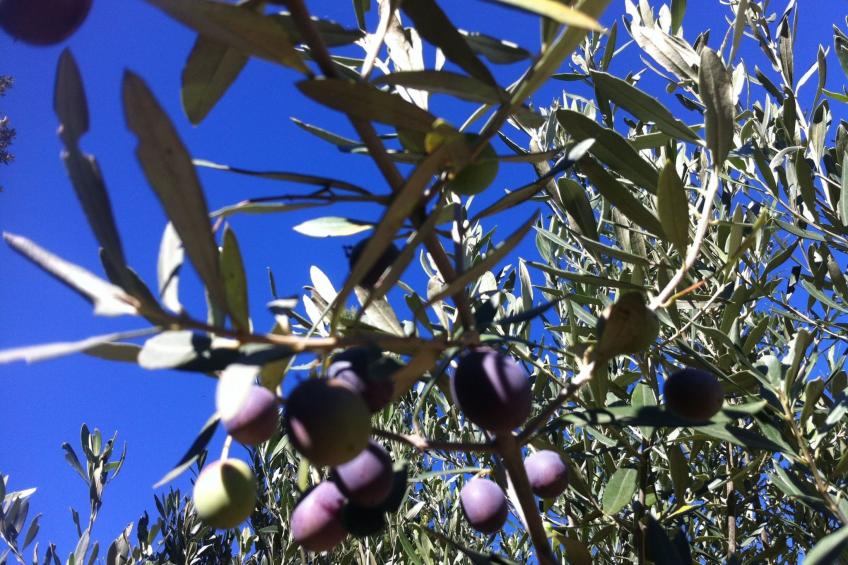 À l'abri du Mistral - foto 27