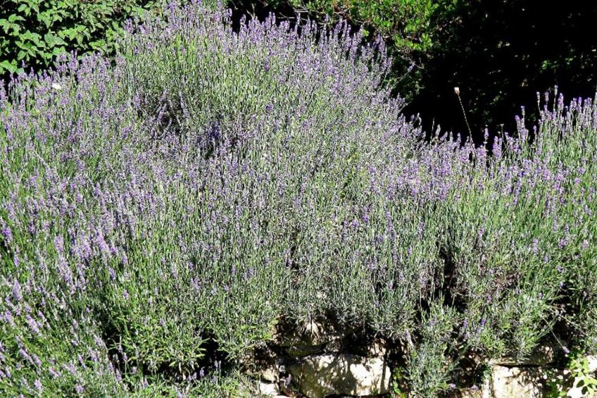 Suite mit Gartenblick - foto 15