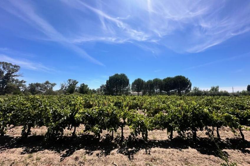 Résidence Gîte De La Cave - Charmant Gîte Provençal Avec Une Chambre - foto 8