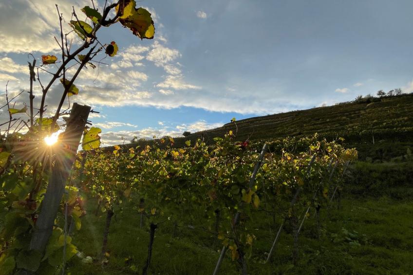 am Weinberg - foto 13