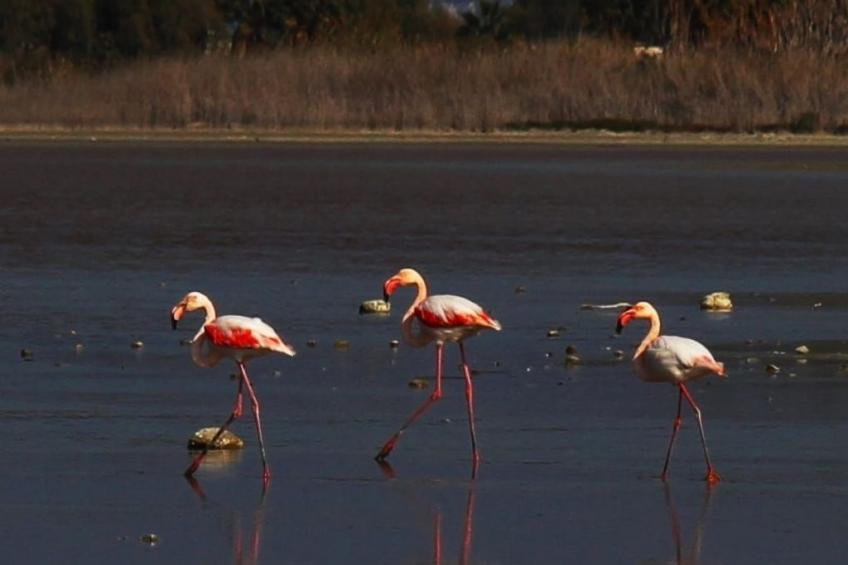 in einem Olivenhain in Strandnähe - foto 20
