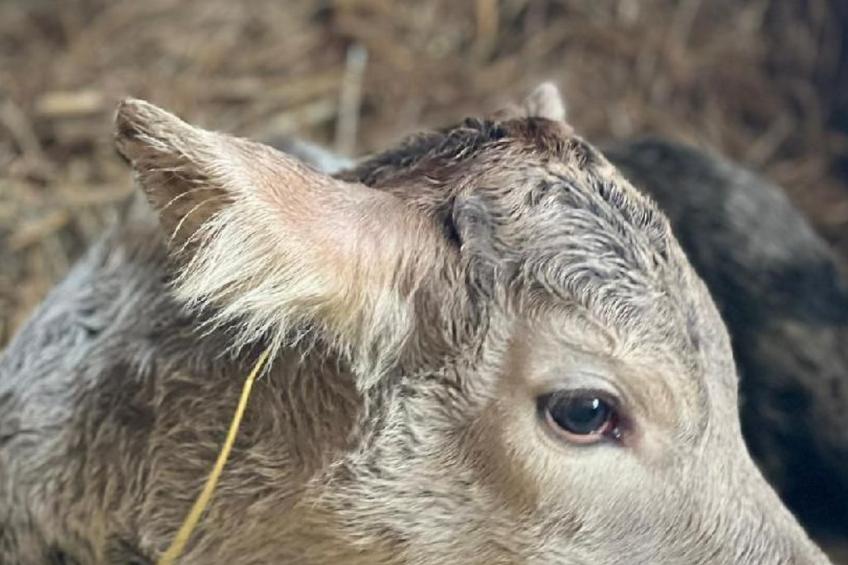 Chalet Staufenhof - foto 14